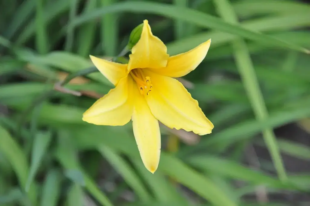 Flor 1