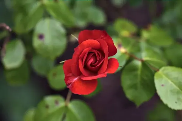 Flor 3